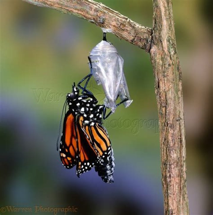 Butterflies Hatching